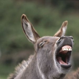 Meet your Posher, Bonnie